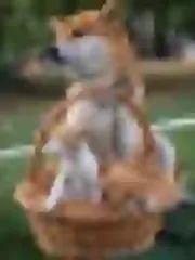 Dogsmith kennel. Shiba Inu puppies